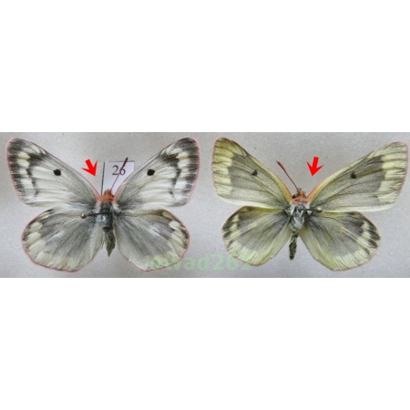 Colias phicomone (Esper, 1780) pair Austria26